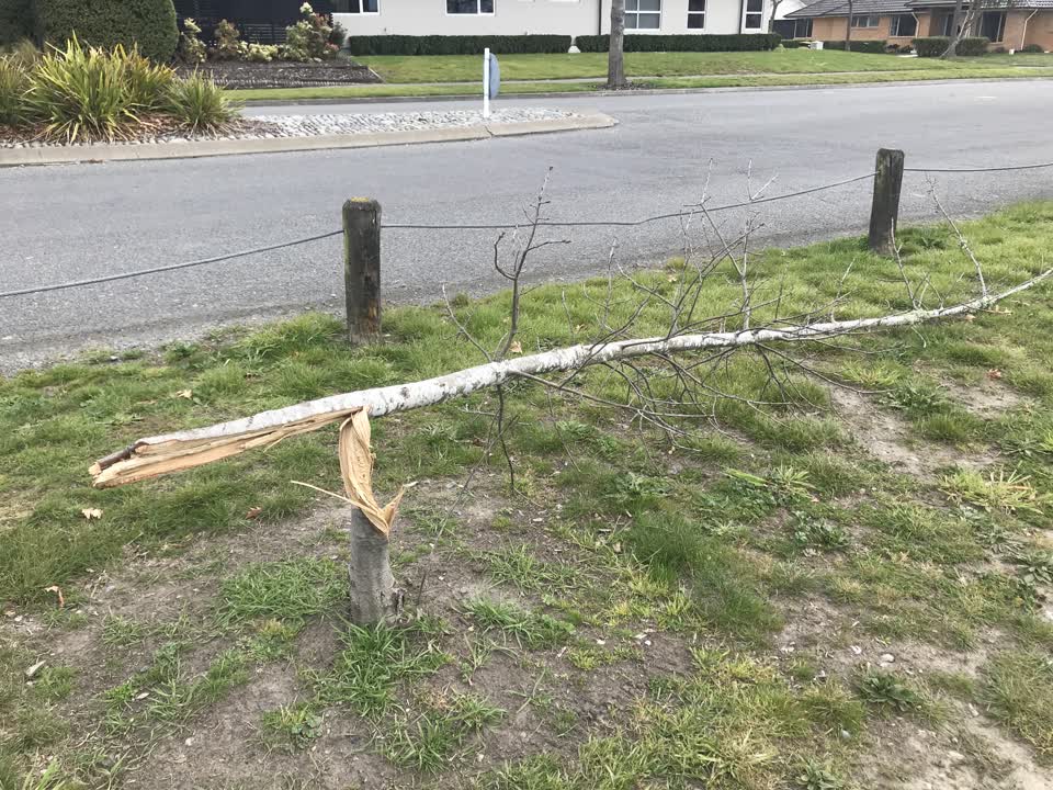 The photograph attached to this parks report