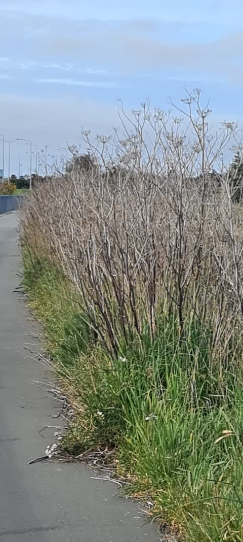 Roading/Streets, a report photo