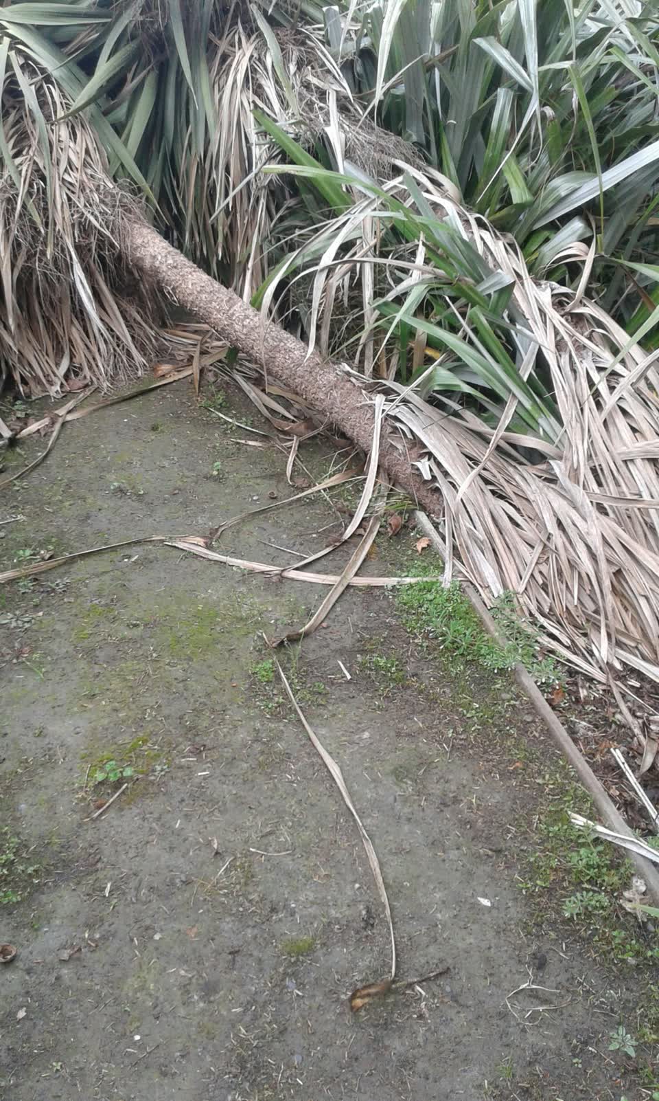 The photograph attached to this parks report