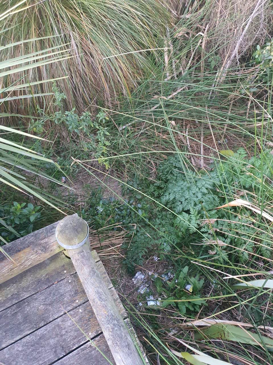 The photograph attached to this parks report