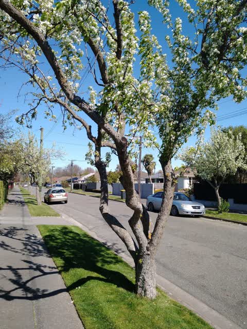 Roading/Streets, a report photo