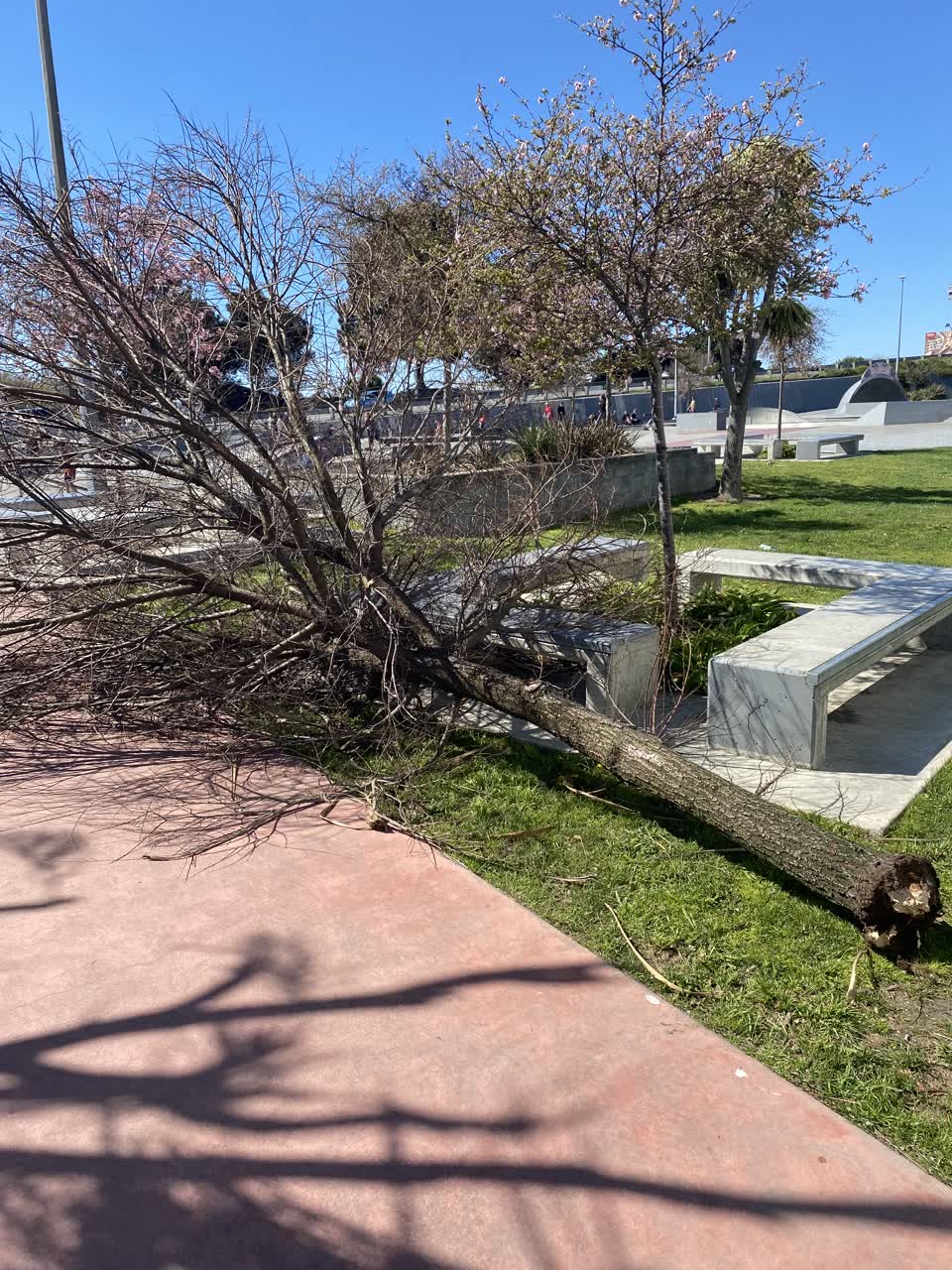 The photograph attached to this parks report