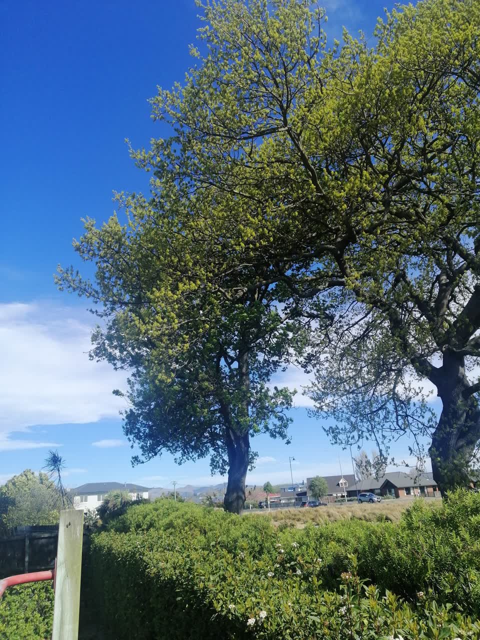 The photograph attached to this parks report