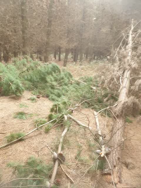 Parks, a report photo