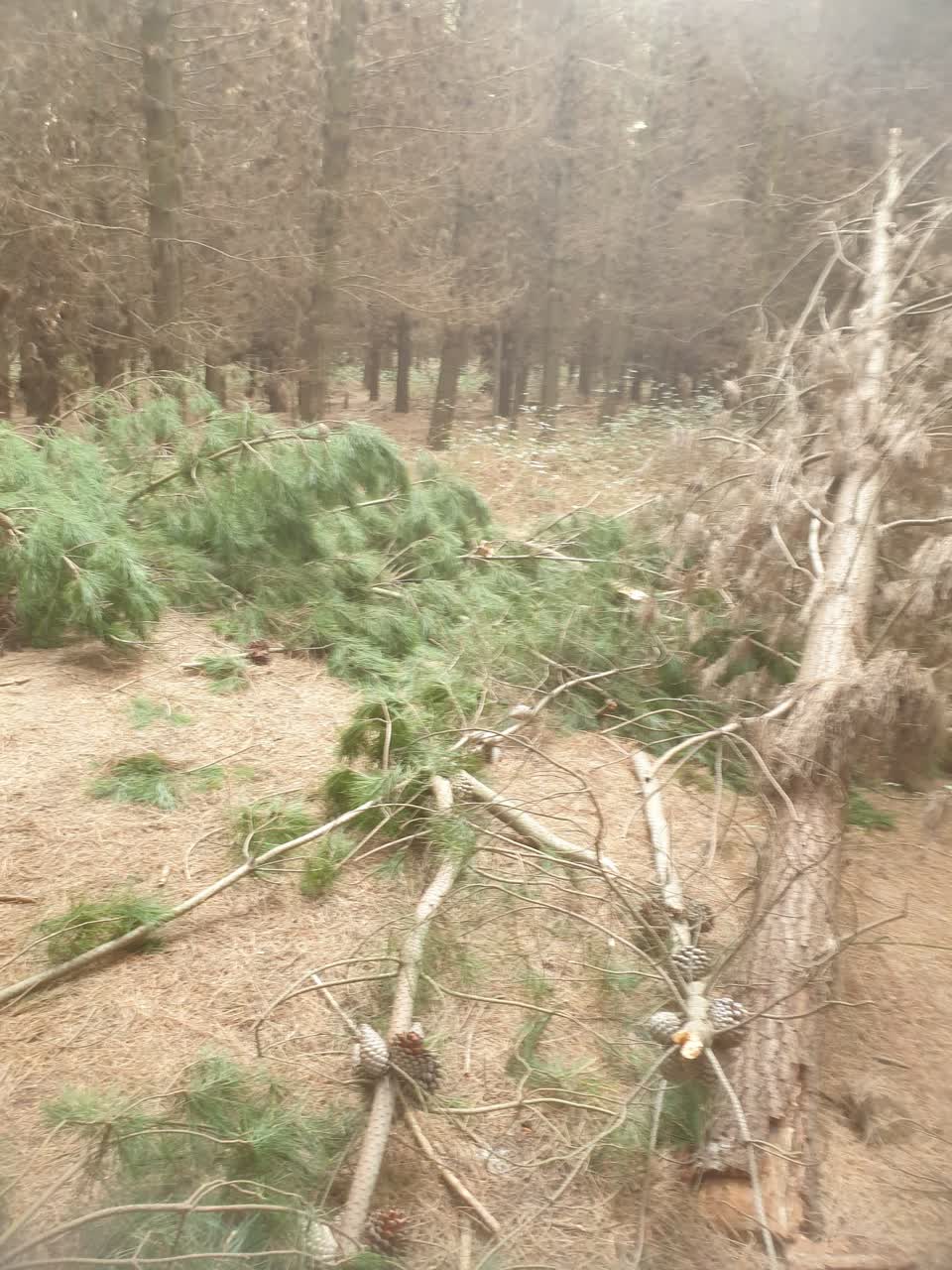 The photograph attached to this parks report