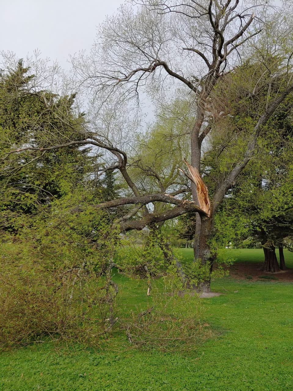 The photograph attached to this parks report