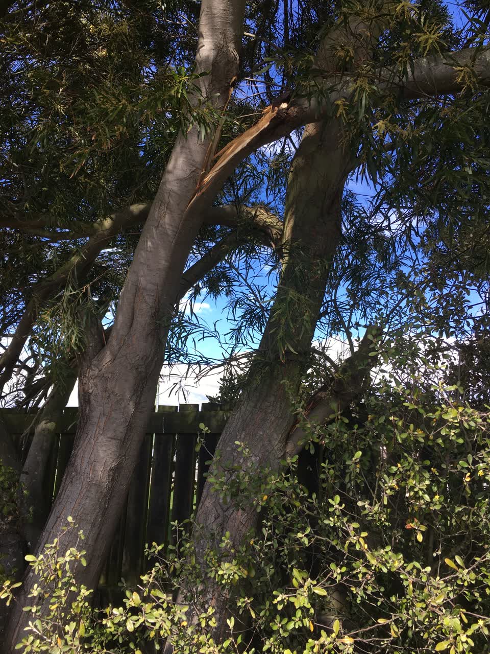 The photograph attached to this parks report