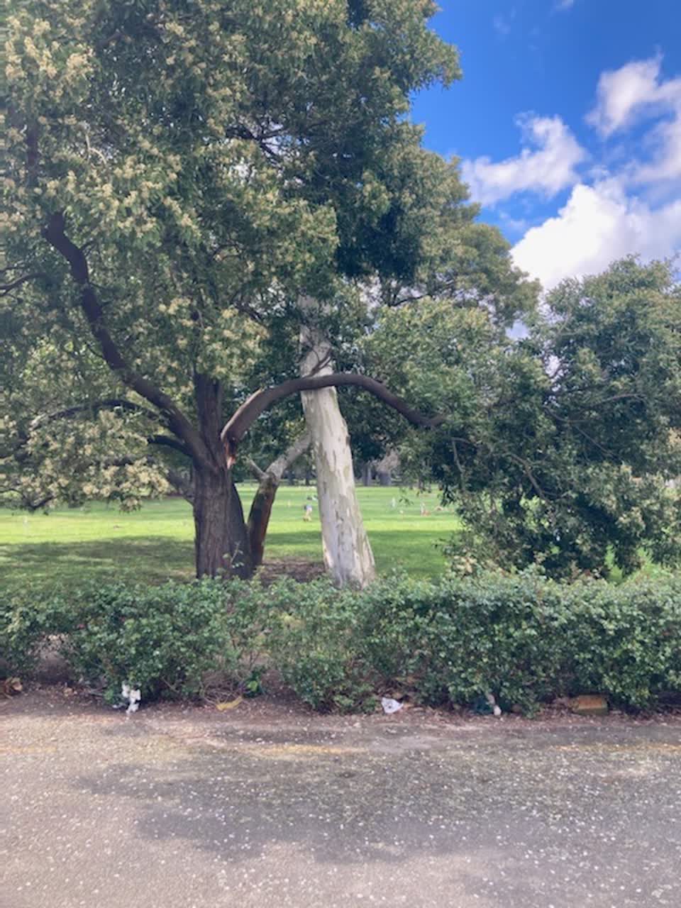 The photograph attached to this parks report
