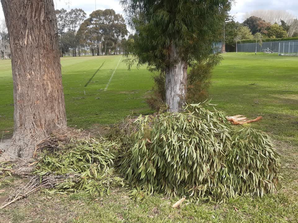 The photograph attached to this parks report
