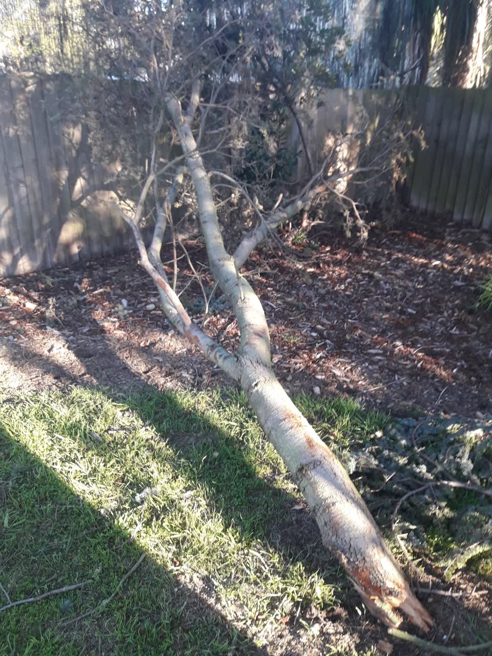 The photograph attached to this parks report