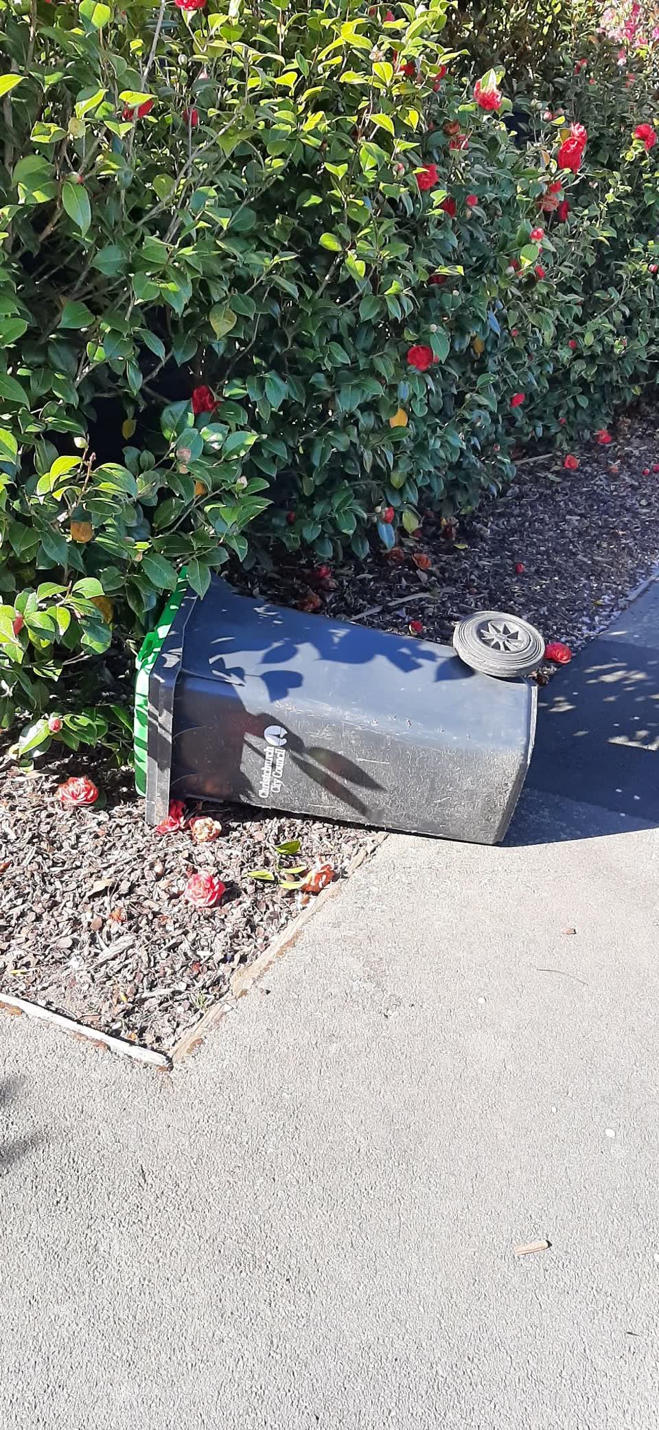 The photograph attached to this rubbish/recycling report
