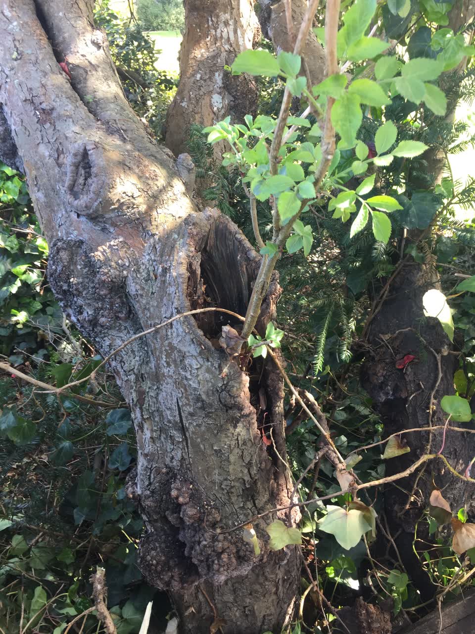 The photograph attached to this parks report