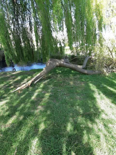 Parks, a report photo