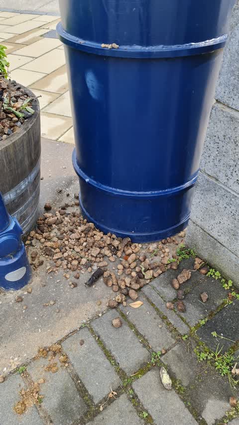 Rubbish/Recycling, a report photo
