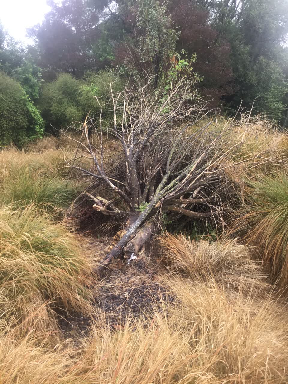 The photograph attached to this parks report