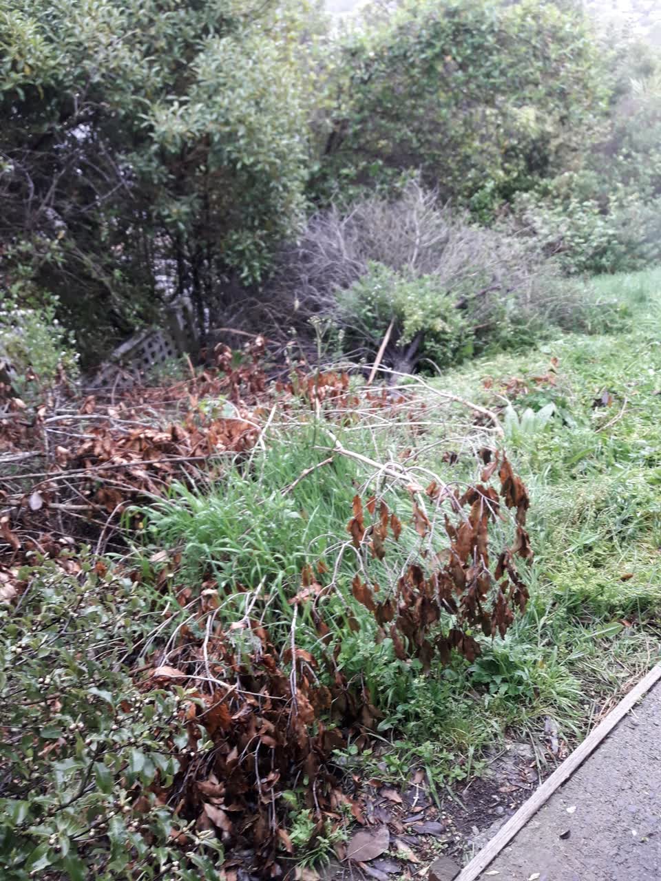 The photograph attached to this parks report