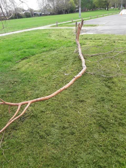 Parks, a report photo