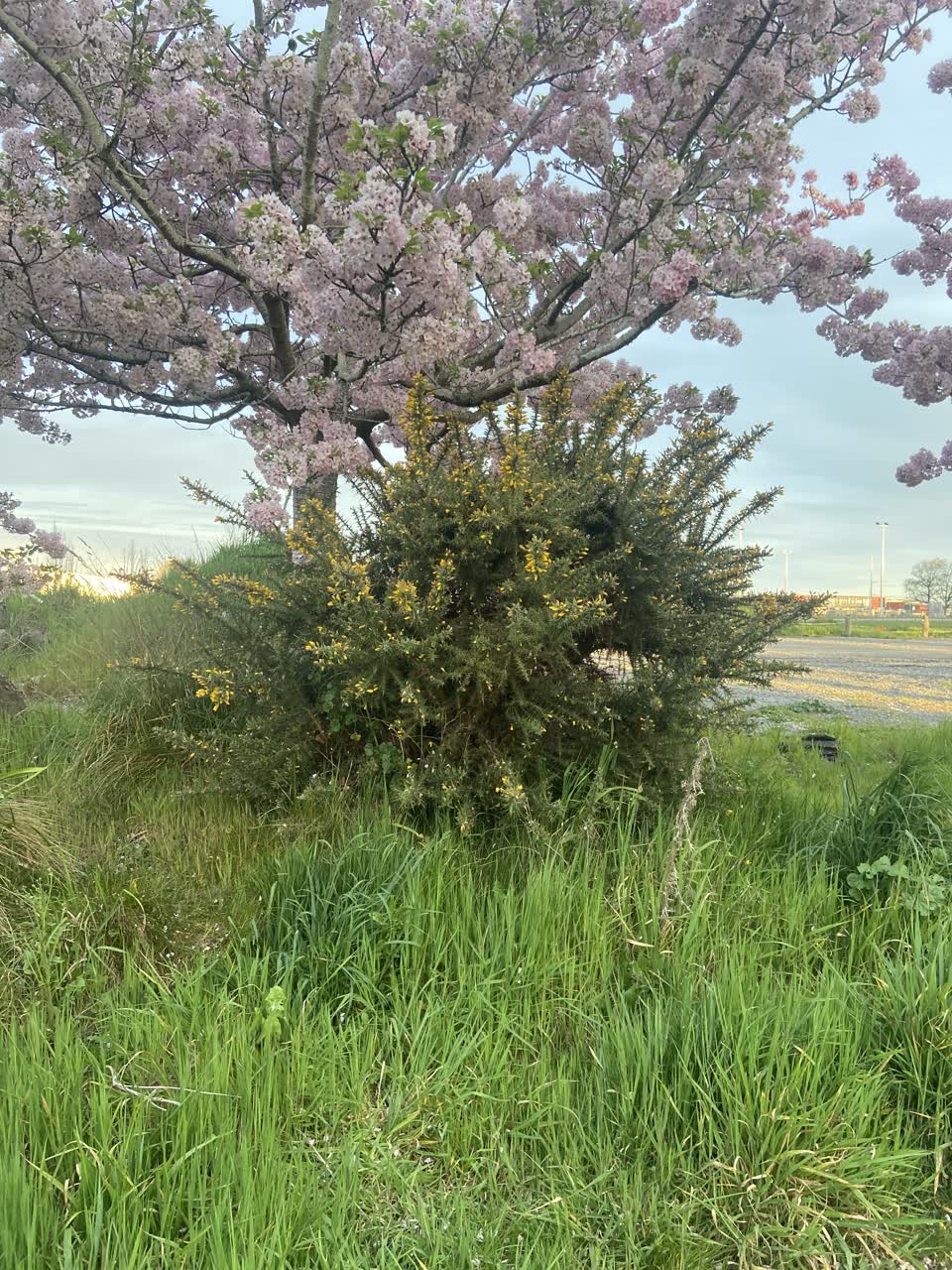 The photograph attached to this parks report