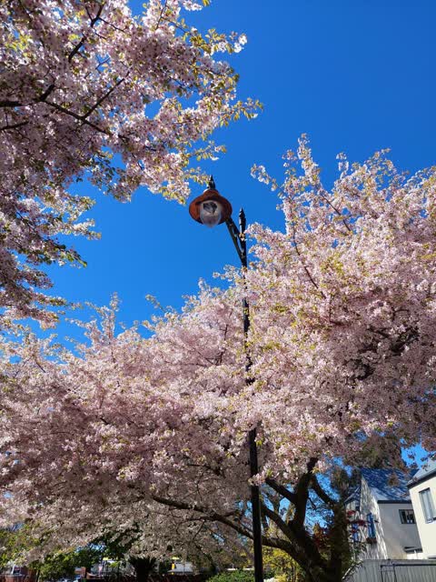 Street Light Outage, a report photo