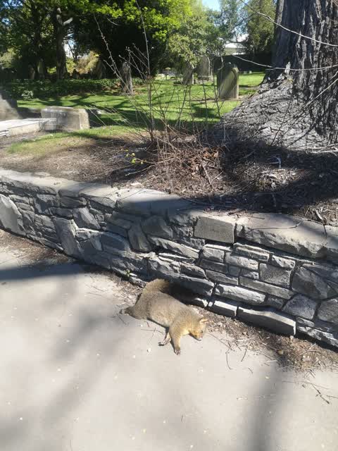 Parks, a report photo