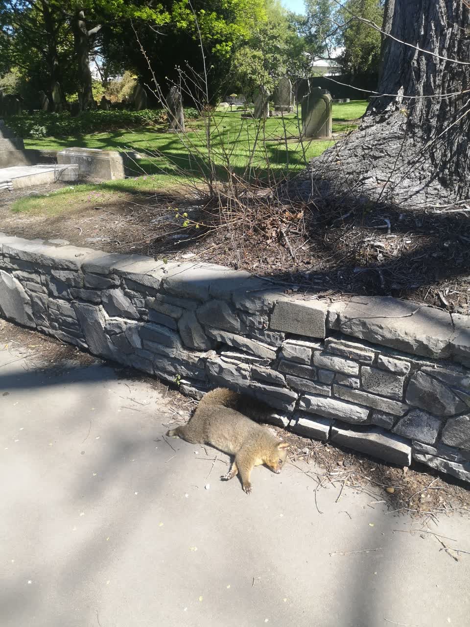 The photograph attached to this parks report