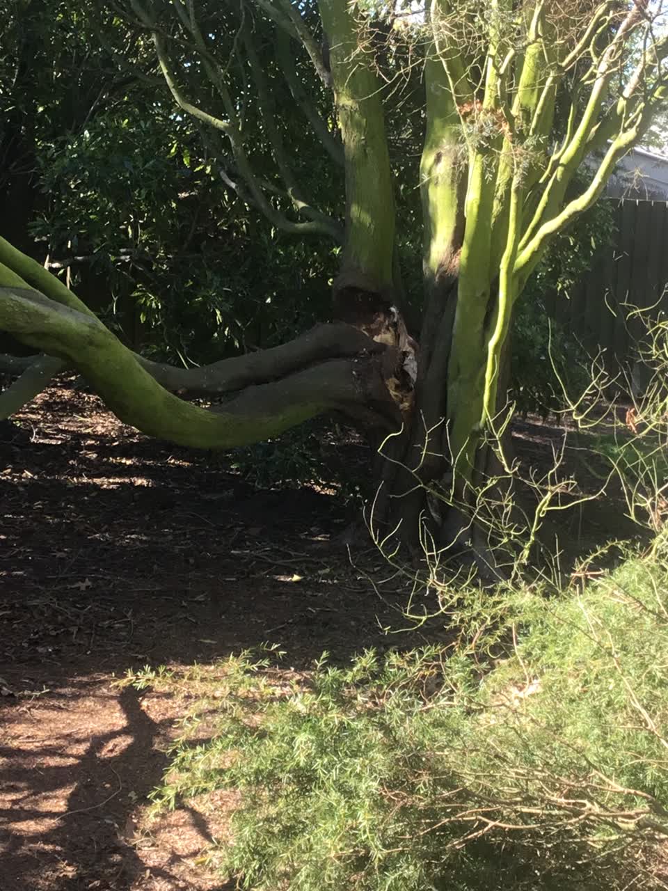 The photograph attached to this parks report