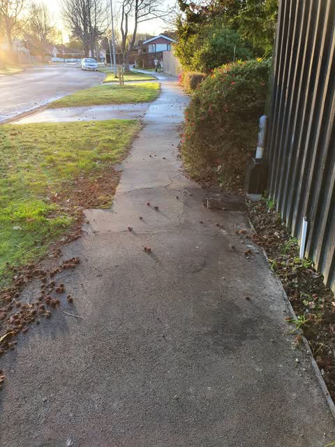 Roading/Streets, a report photo