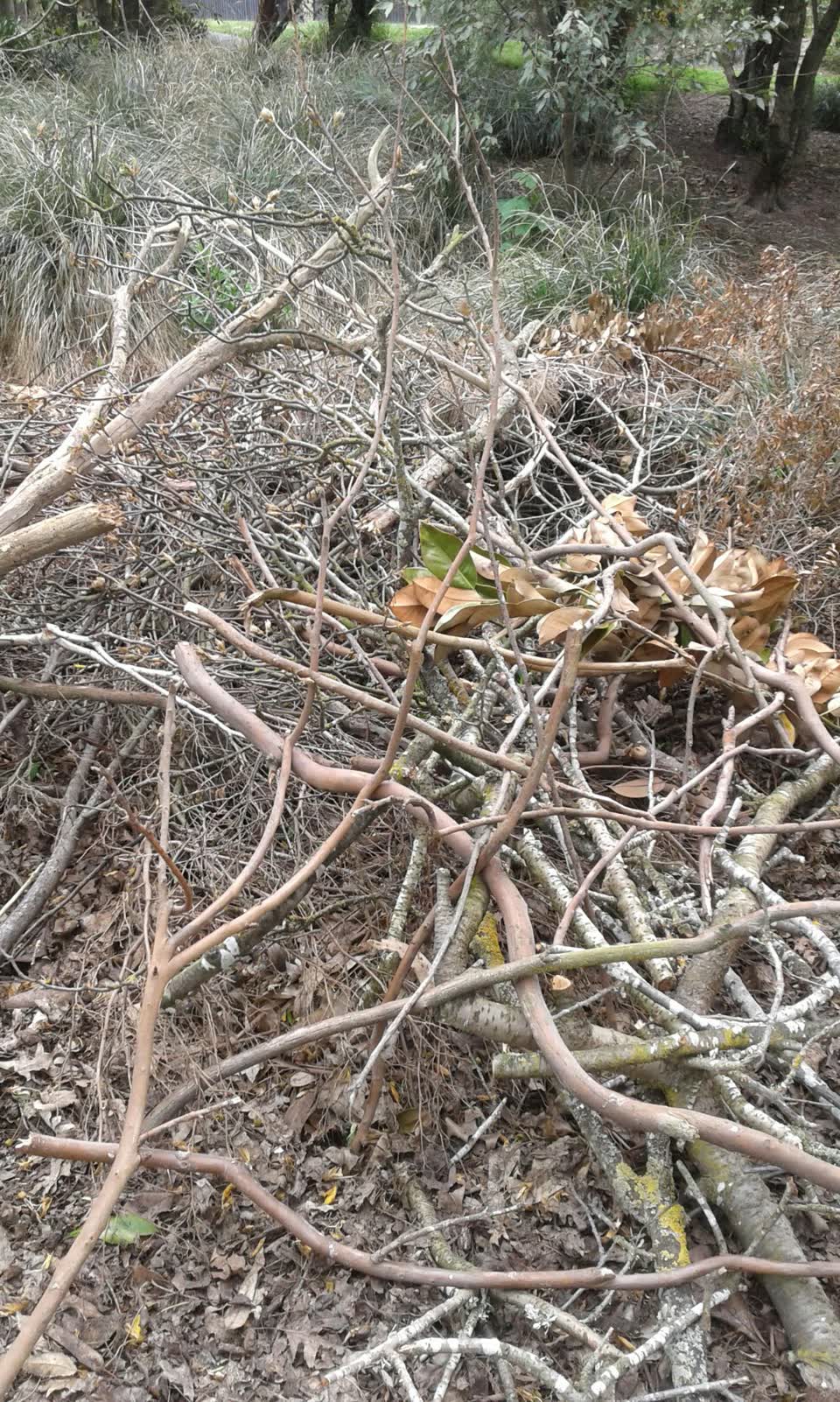 The photograph attached to this parks report