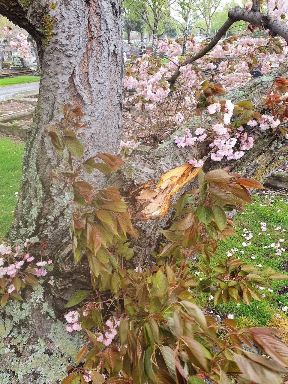 The photograph attached to this parks report
