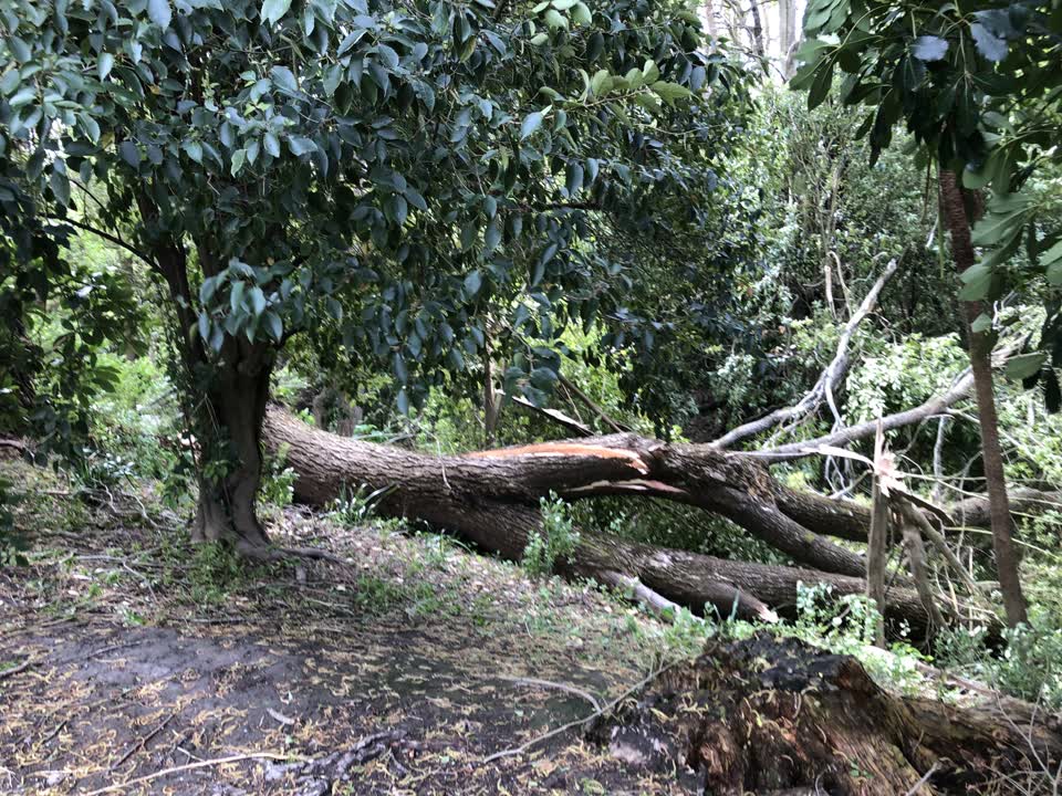The photograph attached to this parks report