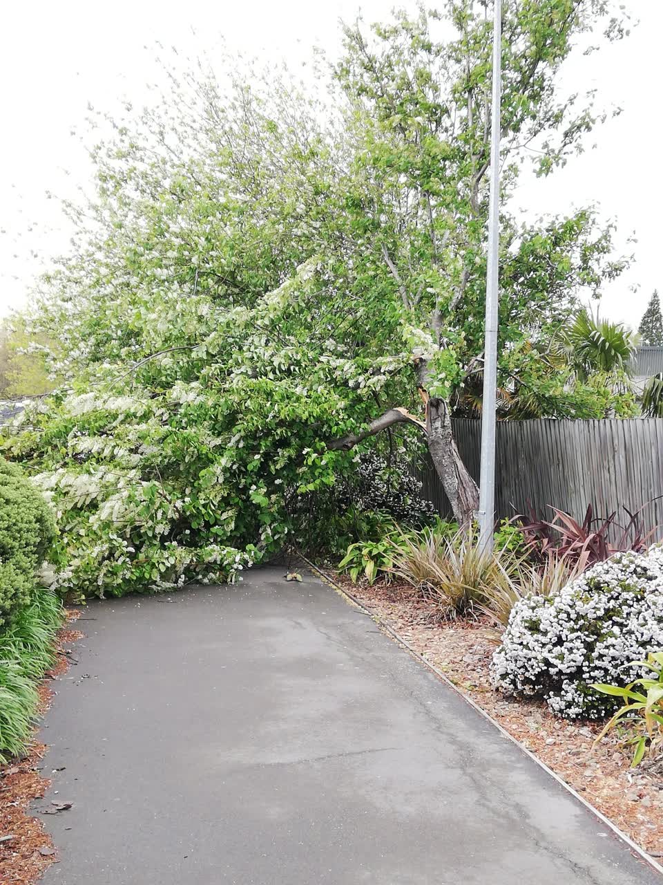 The photograph attached to this parks report