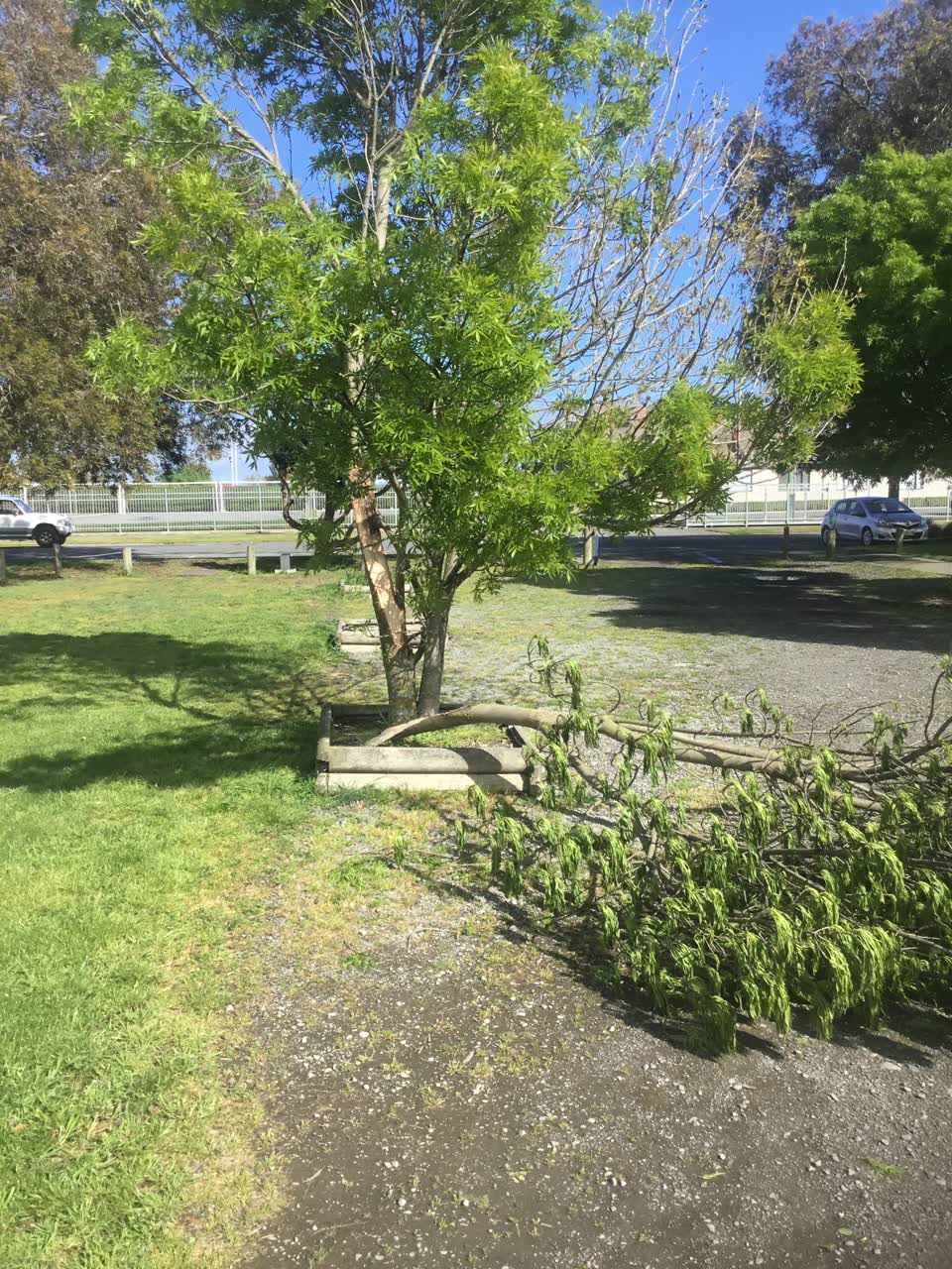 The photograph attached to this parks report