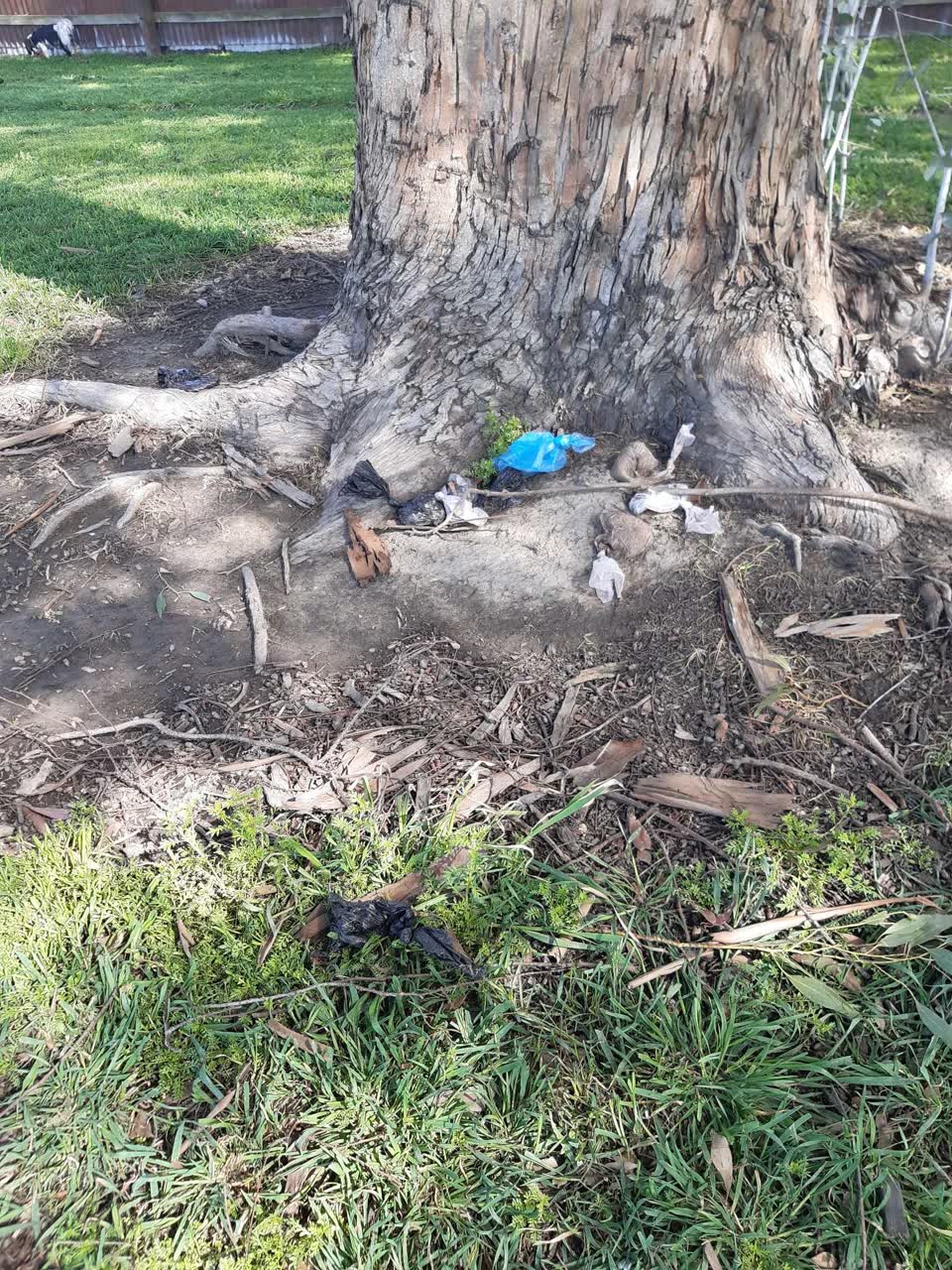 The photograph attached to this parks report