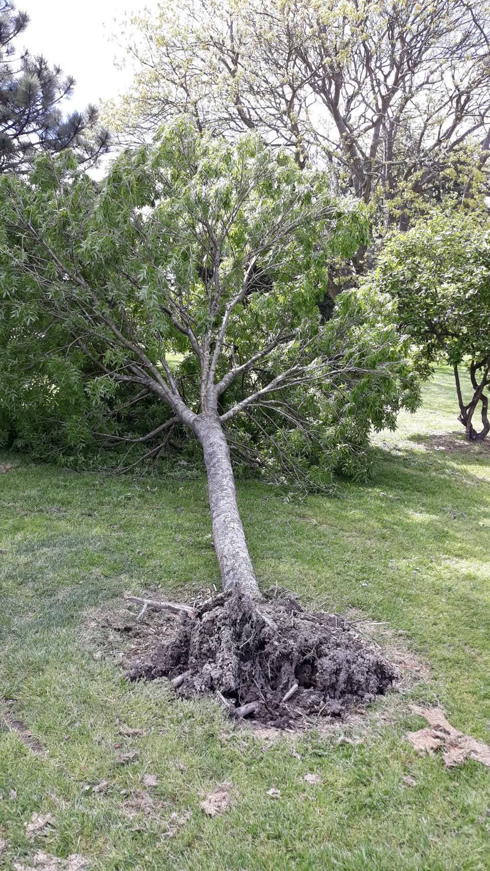 The photograph attached to this parks report