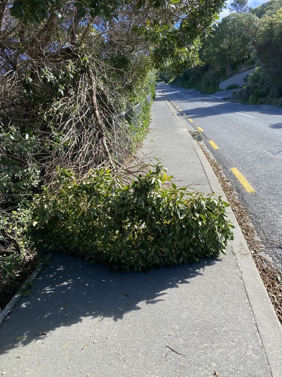 The photograph attached to this parks report