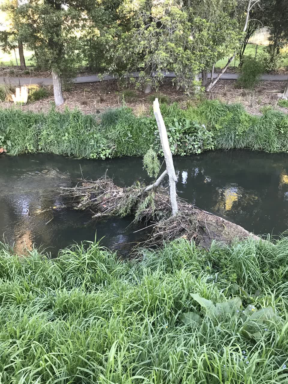 The photograph attached to this parks report