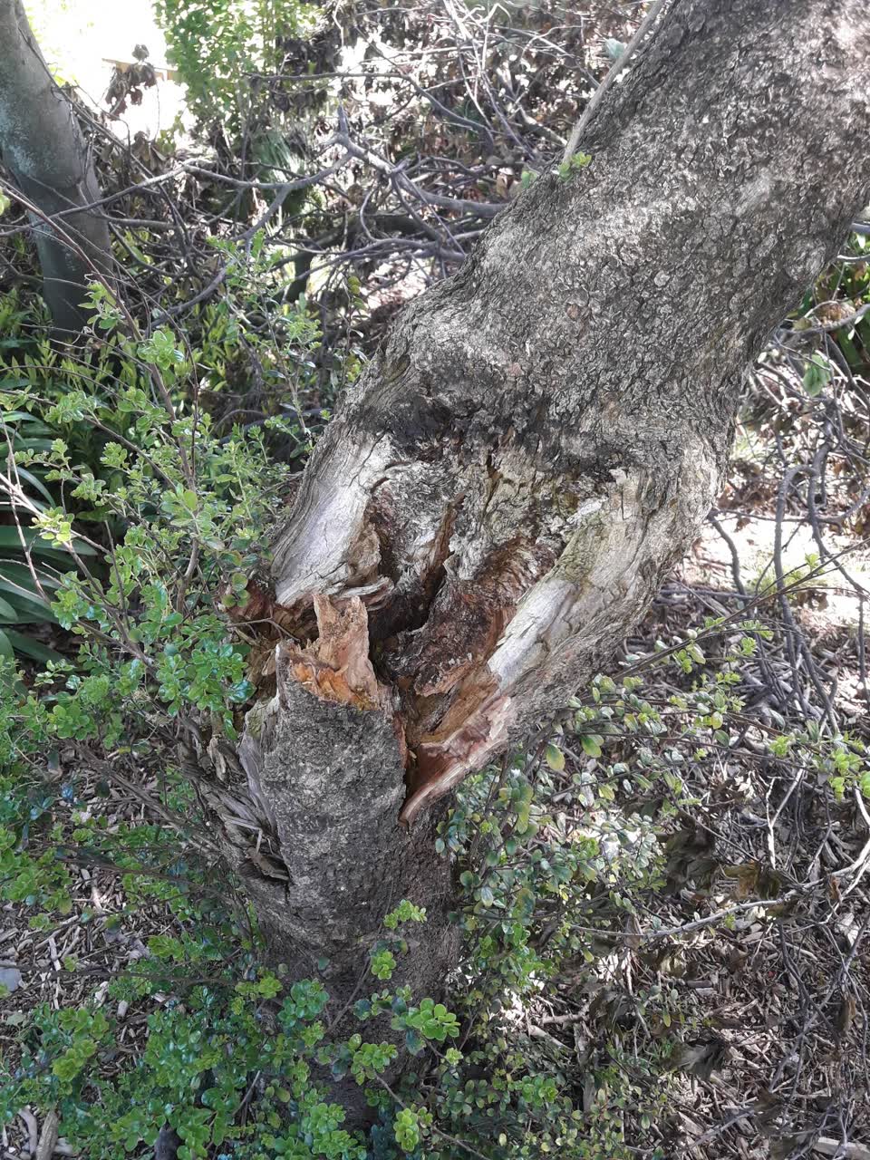 The photograph attached to this parks report