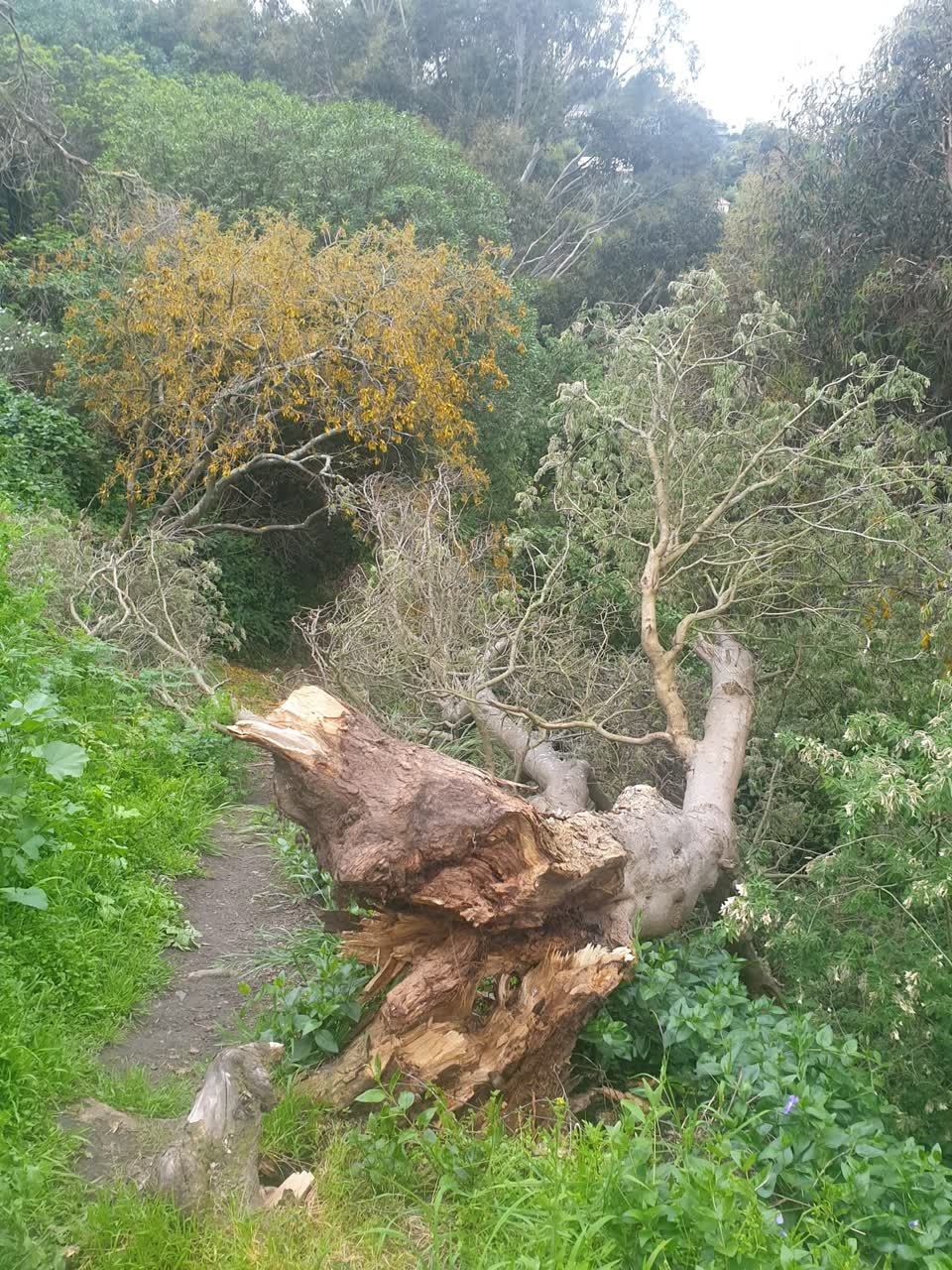 The photograph attached to this parks report