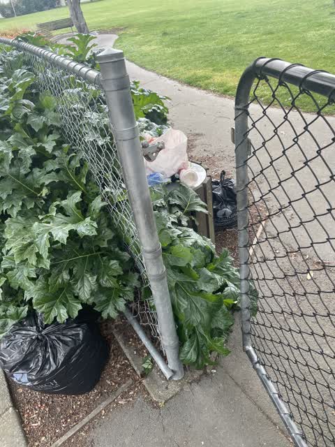 Rubbish/Recycling, a report photo