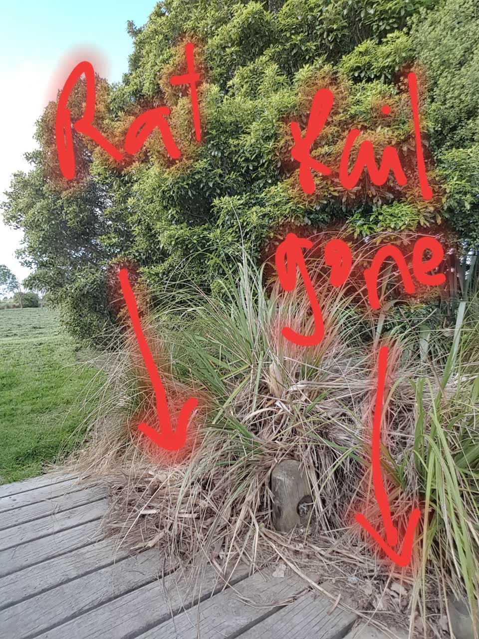 The photograph attached to this parks report
