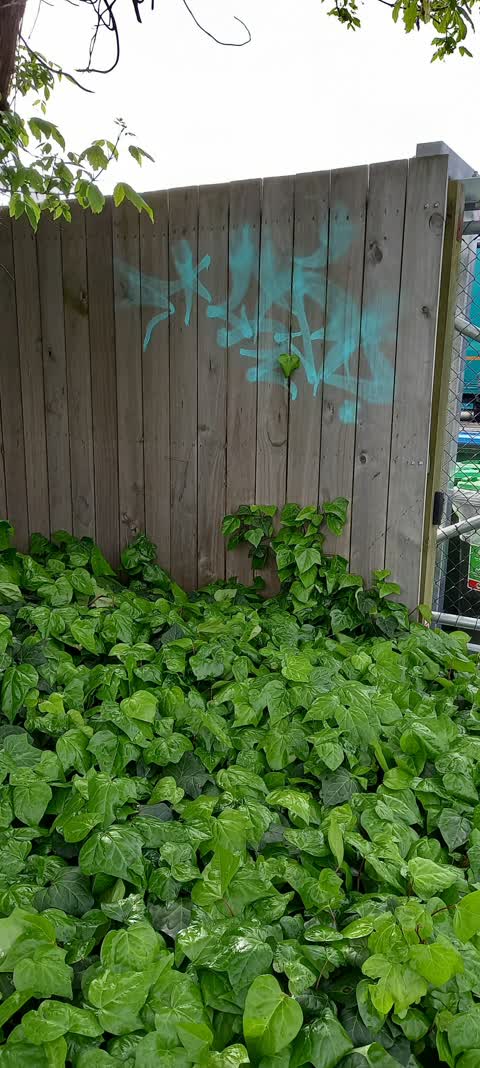 Graffiti, a report photo