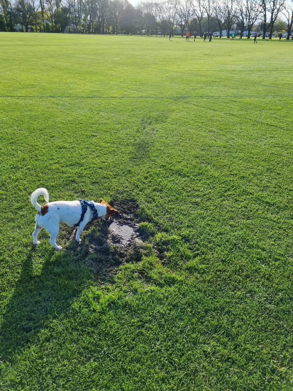 The photograph attached to this parks report