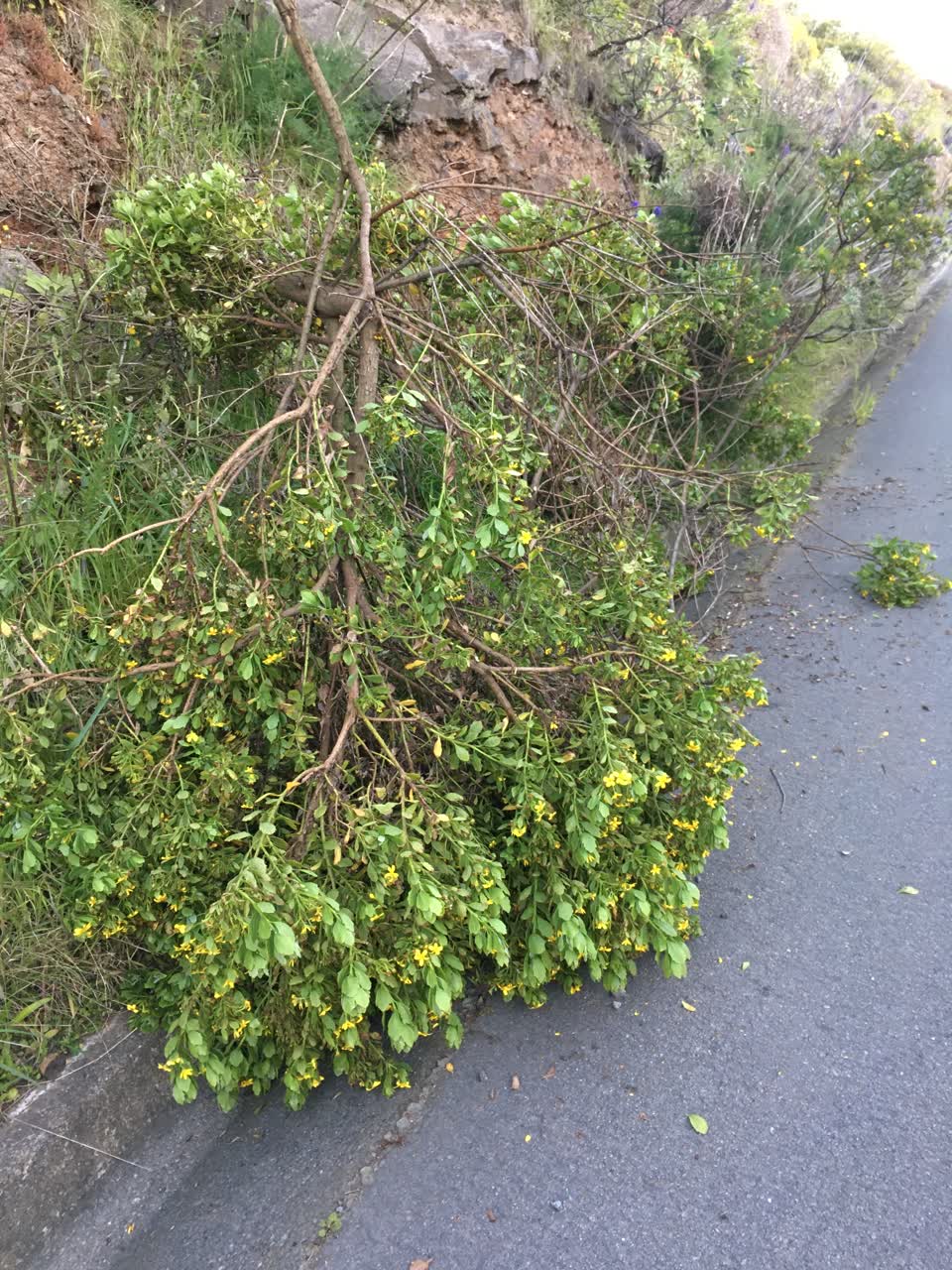 The photograph attached to this parks report