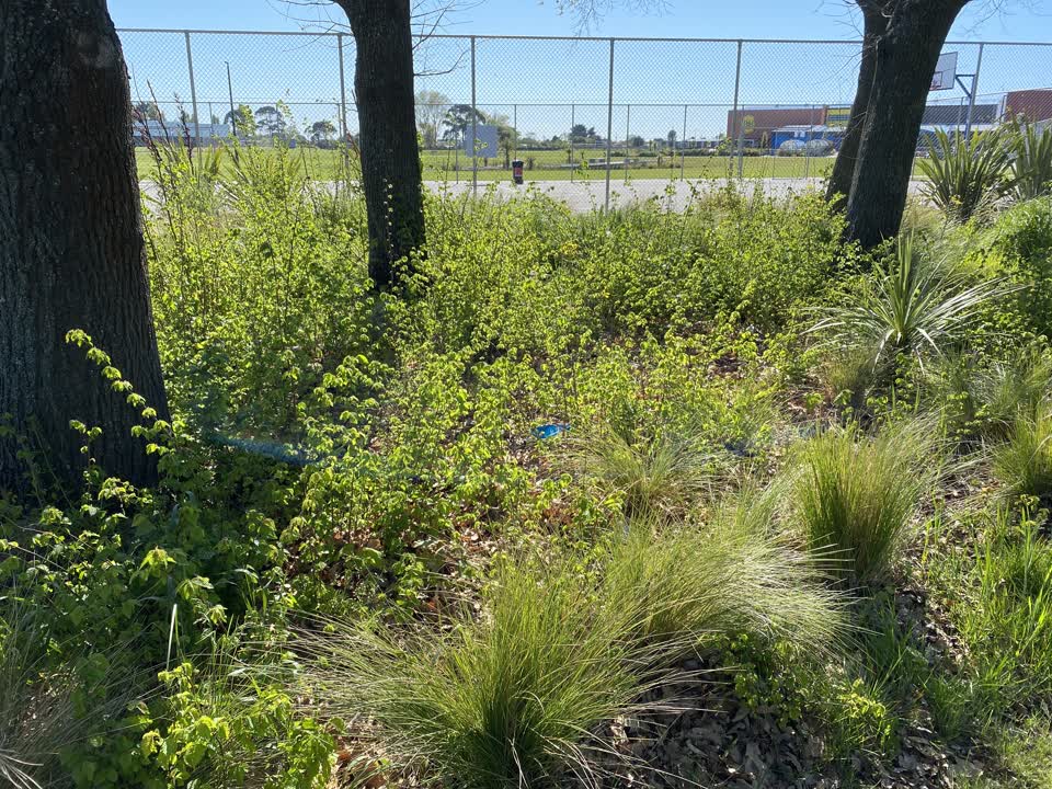 The photograph attached to this parks report