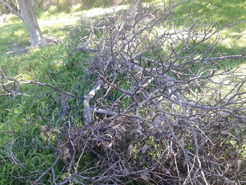 The photograph attached to this parks report