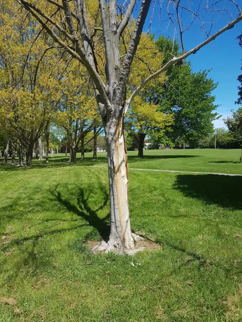 Parks — a report photo