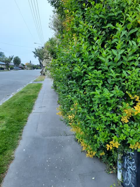 Roading/Streets, a report photo