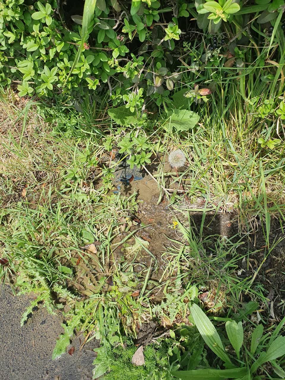 The photograph attached to this water leak report
