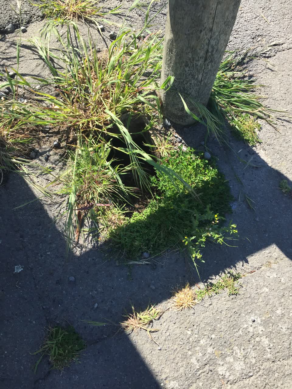The photograph attached to this parks report