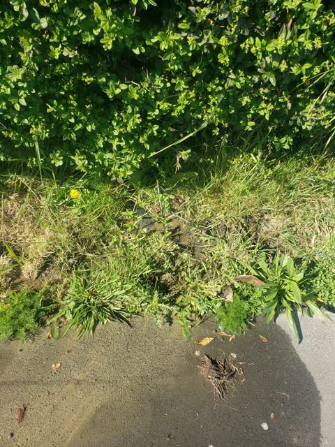 Sewer - General, a report photo